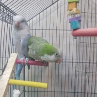 طوطی راهب جفت مولد