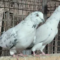 کبوتر  قاره و قوچی|پرنده|قائم‌شهر, |دیوار