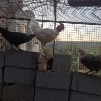 ۳عدد خروس گلین و لاری گردن گلابی|حیوانات مزرعه|شیراز, بید زرد|دیوار