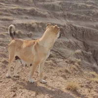 شهرستان چاراویماق