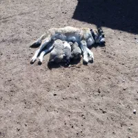 سگ ماده رخ افغان بشرط گله وگرگ|سگ|سبزوار, رباط|دیوار