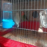 طوطی برزی نر و ماده بالغ