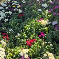 گل داوودی و فصلی *گلخانه من *|گل و گیاه طبیعی|بیرجند, |دیوار