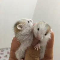 همستر رام دستی