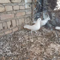 پرنده|پرنده|جوادآباد, |دیوار