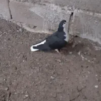 سده سیاه پاک خوشکل