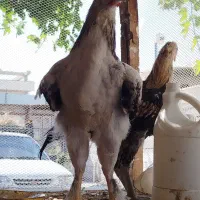 2عدد جوجه