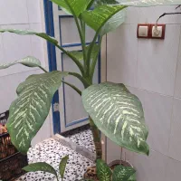 گلهای آپارتمانی سازگار با آب وهوای خانه