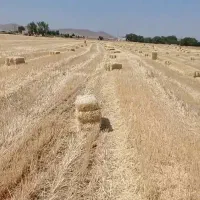 گندم آبی کلش