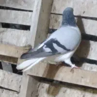 کبوتر دورگ و شهری بهبهونی|پرنده|فراشبند, |دیوار