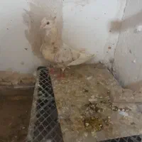 دو عدد دم سفید ماده