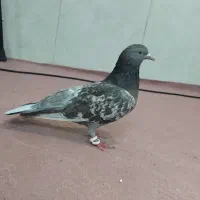 کفتر لوط  سرحال