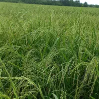 زمین کشاورزی شالیزار برنج|فروش زمین و ملک کلنگی|رودبنه, |دیوار