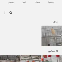 قناری نر پرتاقالی شلاقی