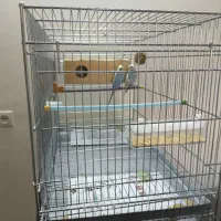 مرغ عشق همراه قفس|پرنده|لنجان, |دیوار