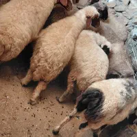 میش داشتی