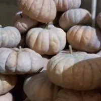 کدو محلی شیرین