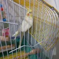 عروس هلندی نر لوتینو