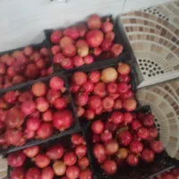 فروش انار شیرین خوشمزه چولهول