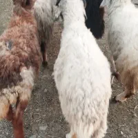 بره ماده 5 عدد