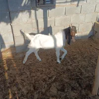 فروش دو عدد کهره نر و ماده