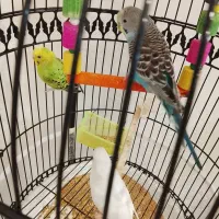 مرغ عشق همراه قفس|پرنده|تربتحیدریه, شهید قرنی|دیوار