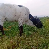 گوساله نژاد دار