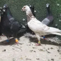 دسته ماده هوای