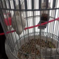 عروس هلندی آلبینو جفت|پرنده|مشهد, گلبرگ|دیوار