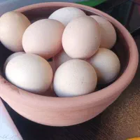 پخش عموده و خرده تخم مرغ محلی بشرط