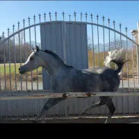 اسب عرب وارداتی، کره ،نریان|اسب و تجهیزات اسب‌سواری|گلپایگان, |دیوار