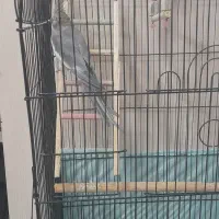 یه جوجه عروس هلندی نر ۷ماهه با قفس