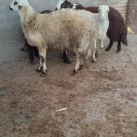 بره نر|حیوانات مزرعه|فیروزآباد (لرستان), |دیوار