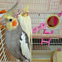 یک جفت عروس هلندی سخنگو با قفس