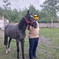 مادیان عرب|اسب و تجهیزات اسب‌سواری|رشت, توشیبا|دیوار