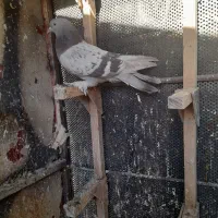 سوسنی‌ماده|پرنده|مرودشت, دولت آباد|دیوار