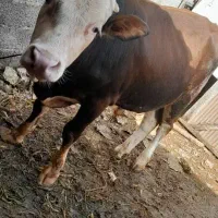 گاونر ورزا سیمینتال اصیل|حیوانات مزرعه|رشت, فرودگاه سردار جنگل رشت|دیوار