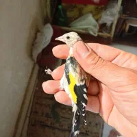جوجه سهره نر