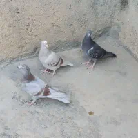 کبوترپلاکی وطهرانی
