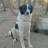 واگذاری سگ قدرجونی اصیل|سگ|کرمانشاه, |دیوار