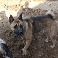 سگ آکیتا /نر