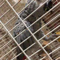 کاسکو دم قرمز ماده کلام دار بالغ دستی