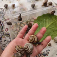 حلزون رنگارنگ