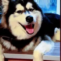 هاسکی نر اصیل