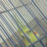 عروس هلندی|پرنده|صوفیان, |دیوار