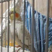 عروس هلندی|پرنده|مشهد, احمدآباد|دیوار