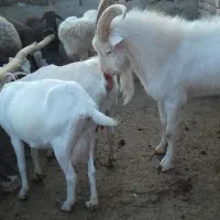 بزسانن|حیوانات مزرعه|مشهد, آبکوه|دیوار