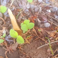 زمین مسکونی