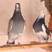 چندتاکبوتر پرشی فروشی