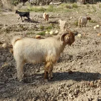 نری تخمی وکشتاری